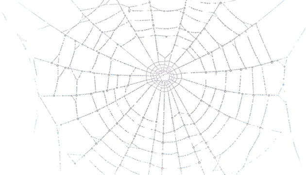 Intricate spiderweb detail nature s geometry circular web design transparent background