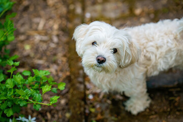 Adorable small Maltese puppy with fluffy white fur sitting in green grass. Cute little dog looking...