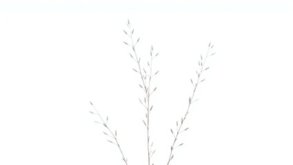 Fototapeta premium Bundle of willow twigs isolated against white background, no shadows, clipping path provided