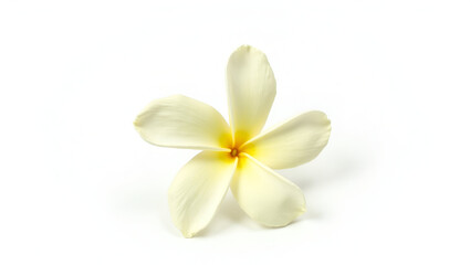 Naklejka premium White jasmine blossom cut out and placed on plain white.
