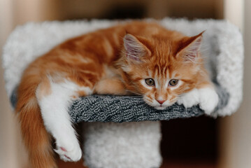 sad ginger Maine-Coon kitten lying on top of cat house at home, red small thoroughbred cat. pet care concept