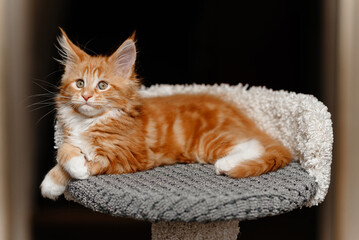 ginger Maine-Coon kitten lying on top of cat house at home, red small thoroughbred cat. pet care...