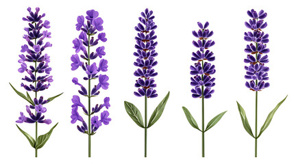 Fototapeta premium Beautiful collection set of vibrant watercolor lavender flowers and green leaves with copy space perfect for adding text