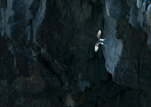 Guillemot flying near a cliff at Stackpole Head in Pembrokeshire, Wales
