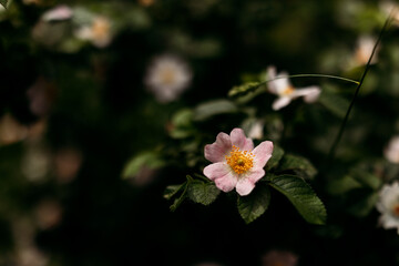 A macro shot of a pink wild rose flower with intricate details, perfect for depicting purity, love, and natural elegance in creative projects