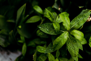 Close-up of green leaves covered in droplets, showcasing nature’s purity and vitality. Perfect for eco-conscious branding, wellness imagery, and environmental campaigns. High-resolution macro shot