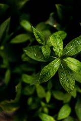Fresh green leaves with water droplets, ideal for nature-themed designs, eco-friendly projects, and wellness branding. High-quality close-up emphasizing purity and freshness