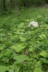 日本:：種ができたフキ（Petasites japonicus）の全体【山野草】長野県・5月