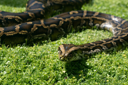 Burmese python on the grass face close up