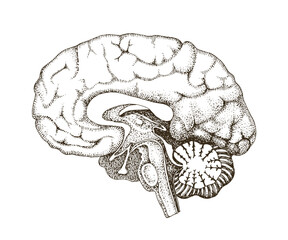 Human brain anatomy hand drawn vector