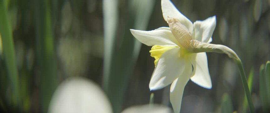 Beautiful garden flower of narcissus 4K scope video