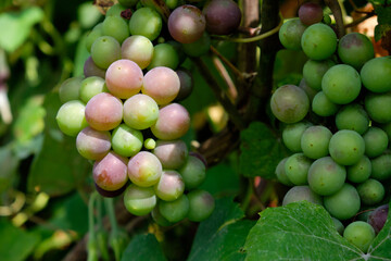 Bunch of green grapes close-up