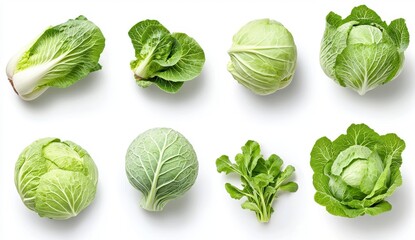 Fresh Harvest of Diverse Cabbages and Leafy Greens on a White Backdrop Ready to Prepare Healthy Dishes