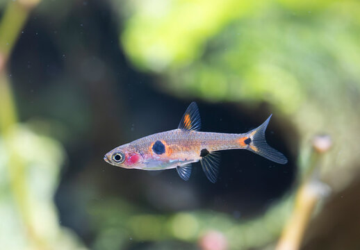 Boraras maculatus in aquarium