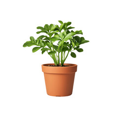 Small potted Schefflera arboricola plant on a Transparent Background