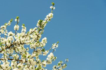 Delicate white plum blossom branches against a clear blue spring sky. Fresh flowering tree for seasonal beauty.