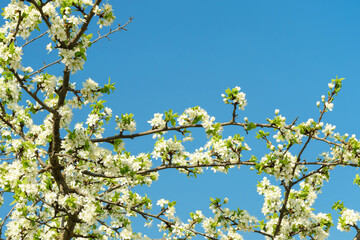 Delicate white plum blossom branches against a clear blue spring sky. Fresh flowering tree for seasonal beauty.
