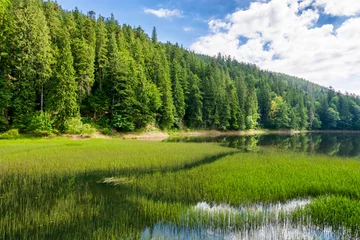 landscape by the lake synevyr on a cloudy forenoon. calm water surface with grass. coniferous trees near the lake shore and forested carpathian mountain reflecting in the water