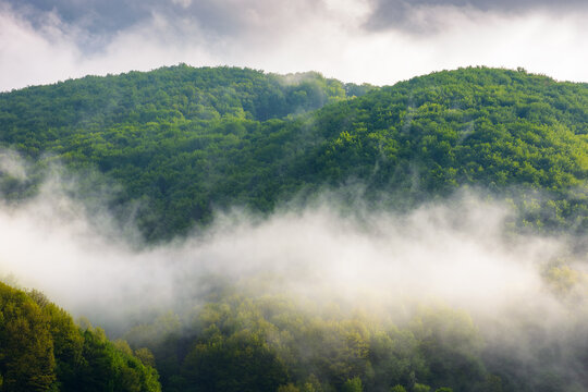 fog evaporating above the foliage forest on the hill. tranquil woodland of alpine region in haze. fresh sunny weather with clouds on the blue sky