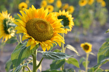 sunflower. Yellow sunflowers, good harvest, bright sunny flower. farming, vegetable garden, field, growing seeds for oil. health benefits, Sunflower oil improves skin health. farmland, agrarian