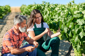 Winegrowers examining grapes in vineyard using digital tablet