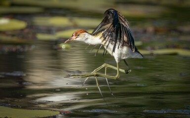 A juvenile comb-crested jacana makes a short flight from one lily pad to another, showing its huge...