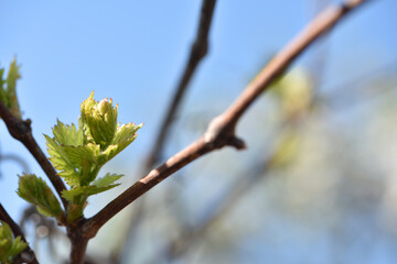 grape leaves. Fresh Green Grape Leaf. grapevine, tender young leaf. green vine leaves. growing in the garden, close-up, place for text. in spring and summer, isolated natural background