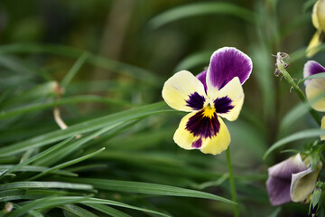 Viola tricolor. Viola plant with violet flower , Viola, Common Violet, pansy flower. delicate blue...