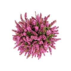 Aerial View of a Blooming Pink Heather Bush