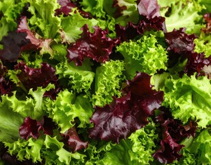 Salad Greens: A vibrant composition of fresh salad greens bursts with health and vitality. Vivid greens and rich purples create an enticing image of a healthy meal.