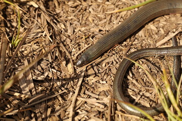 Fototapeta premium Anguis fragilis, the common slow worm, a legless lizard