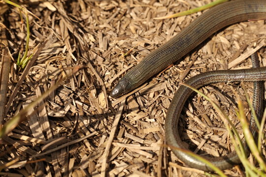 Anguis fragilis, the common slow worm, a legless lizard