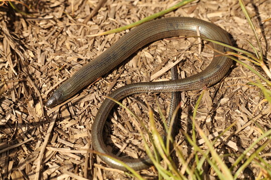 Anguis fragilis, the common slow worm, a legless lizard