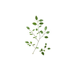 Two Green Sprigs of Leaves on Transparent Background