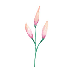 Delicate Watercolor Painting of Pink Flower Buds on a Green Stem Botanical Illustration