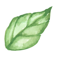 Watercolor Painting of a Single Green Leaf Botanical Illustration Nature Plant Floral Design Element