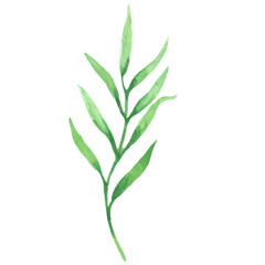 Watercolor Green Leaf Sprig Botanical Illustration Nature Design Element Isolated on Black
