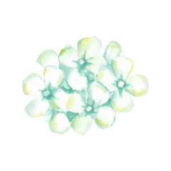 Watercolor Painting of Delicate Light Green and White Flowers Floral Cluster Botanical Illustration