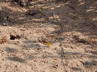 Bienenwolf auf Nahrungssuche