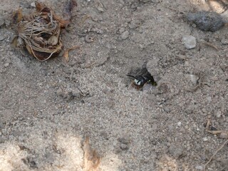 Bienenwolf auf Nahrungssuche