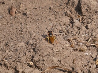 Bienenwolf auf Nahrungssuche