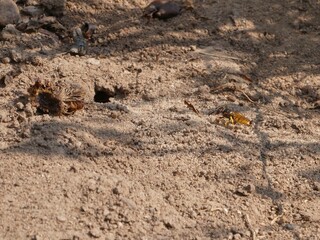 Bienenwolf auf Nahrungssuche