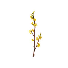 Obraz premium Forsythia Branch with Yellow Flowers on Transparent Background