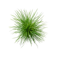 Aerial View of Lush Green Ornamental Grass Plant