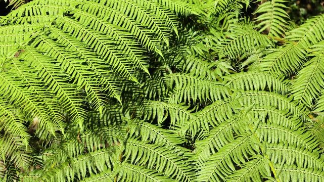Lush Ferns in Dorrigo Mountain, Australia