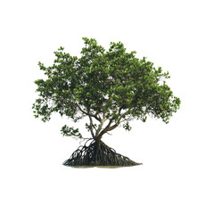 Lush Mangrove Tree Isolated on Transparent Background