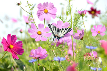 Schmetterling 1290 © K.-U. Häßler