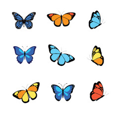 butterfly vector image 2