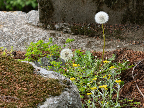 ノゲシの花と綿毛