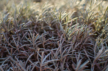 Lavender bushes in the frost, hoarfrost. Blurred background.